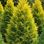 Cyprusovec leylandský (Cupressocyparis leylandii) ´CASTLEWELLAN GOLD´ - výška 110-130 cm, kont. C3L 